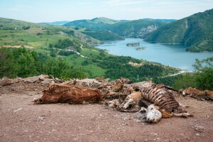 Životinjski otpad ili ipak sirovina: Inspektori pišu kazne, a zakon neprovodiv