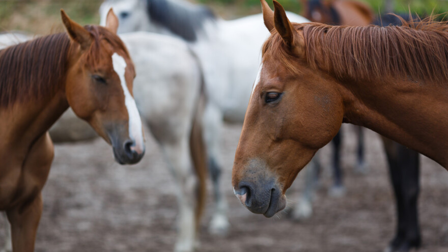 Zaustavimo klanje konja - šta sve od Komisije traži građanska inicijativa?