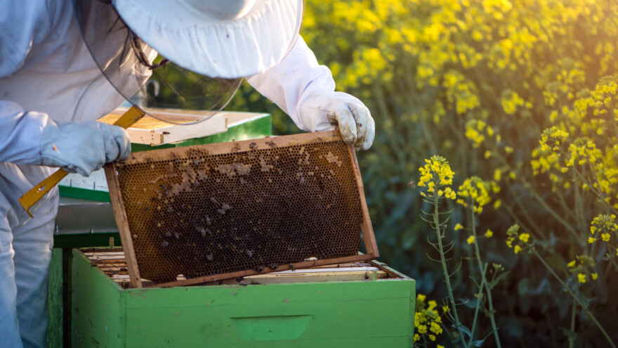 Med od uljane repice - specifičan, ali ljekovit?