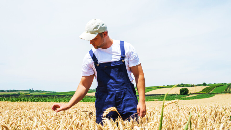 Pšenice će biti, ali po kojoj ceni?