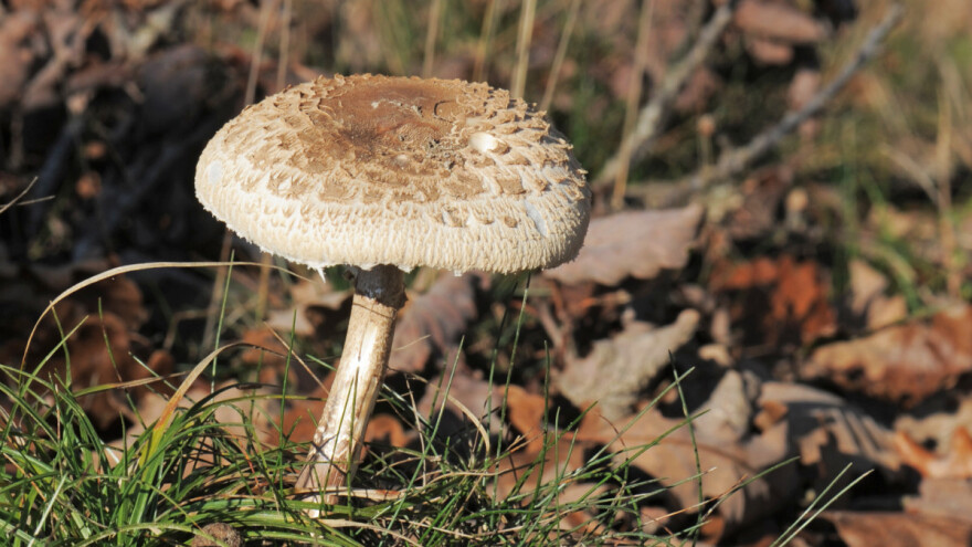 Sunčanice usred januara - odličnog kvaliteta?