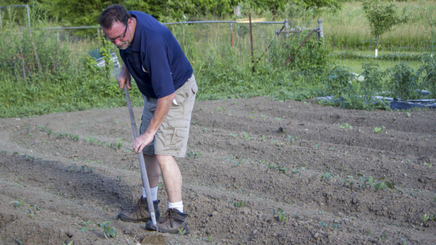 Mogu li se mahune, krastavci, krumpir sijati i ljeti?