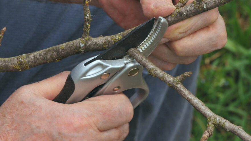 Kako pravilno obaviti rezidbu voćki - na šta posebno paziti?
