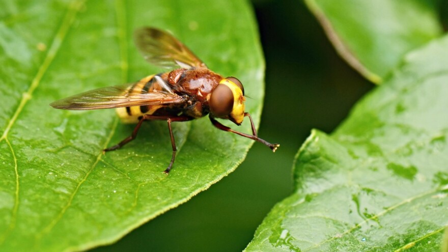Invazivne vrste su pretnja poljoprivredi - koje su najštetnije?