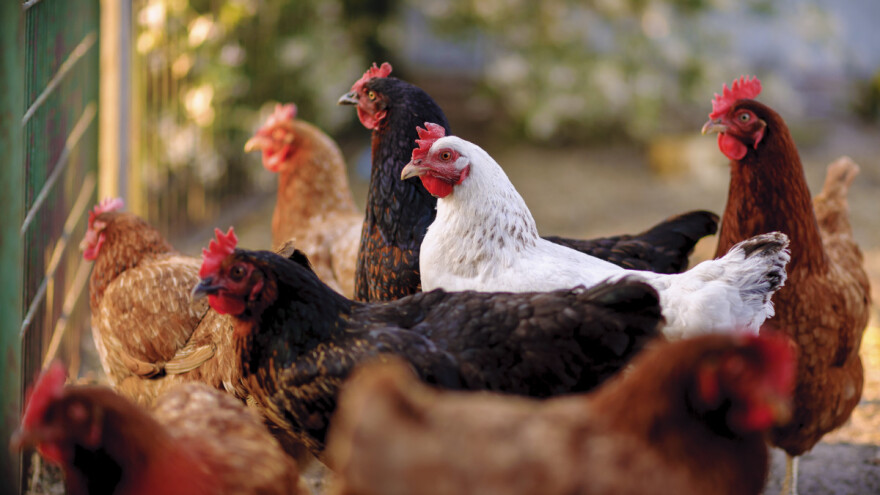 Ministarstvo poljoprivrede odredilo zone ograničenja zbog ptičje gripe