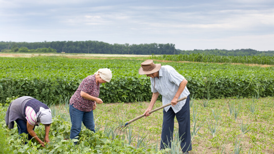 Evo zašto bi trebalo da koristite zeolit u poljoprivredi