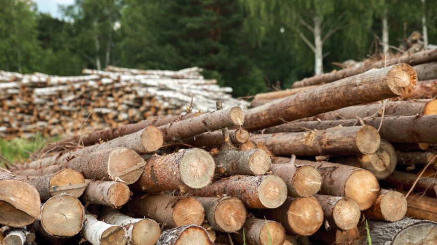 Košarac: Zabraniti izvoz oblovine iz BiH