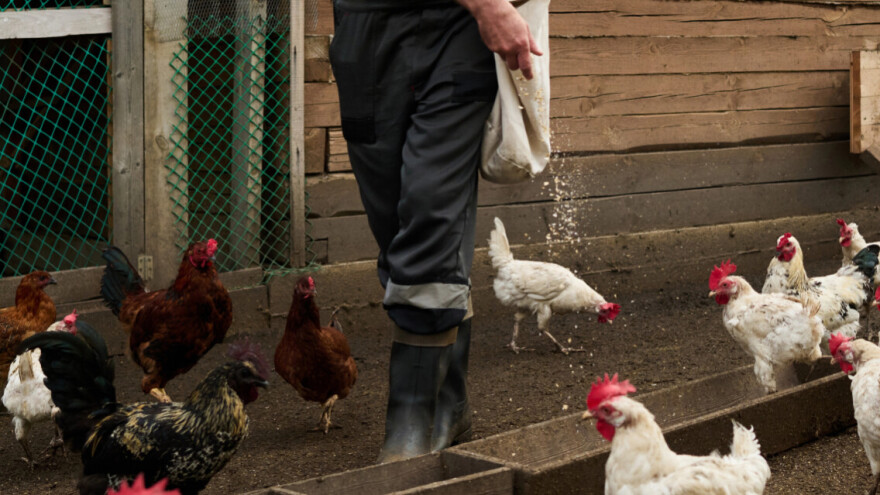 Užas u Njemačkoj: Nepoznati počinitelji odrubili glave kokoškama, lešine odnijeli