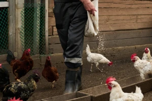 Užas u Njemačkoj: Nepoznati počinitelji odrubili glave kokošima i odnijeli trupove