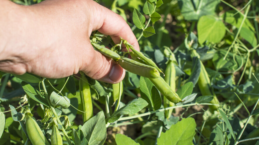 Navodnjavanje potrebno grašku, a kako se rešiti plamenjače?