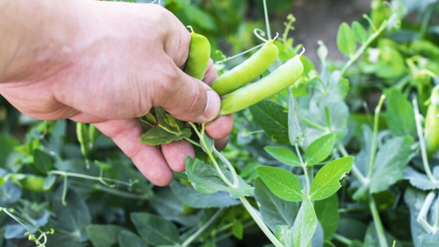 Gelom u kapsulama riješite se nametnika i gljivica u povrću, voću i cvijeću