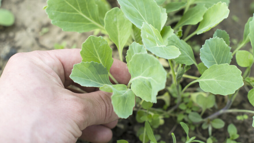 Sjetva kupusa se obavlja u neutralan supstrat