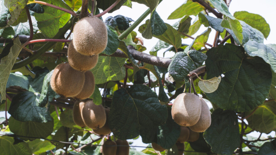 Kivi u našem kraju - koliko se tu klima pita?