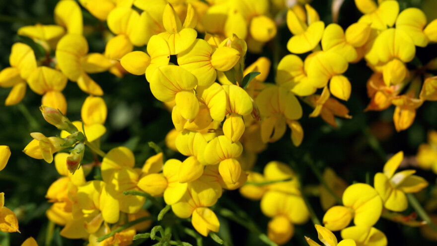 Koja je najrjeđe gajena krmna kultura velikih prednosti?