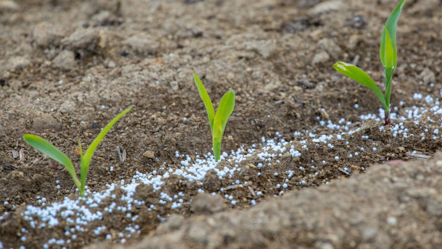 Kada obaviti međurednu kultivaciju usjeva i prihranu kukuruza?