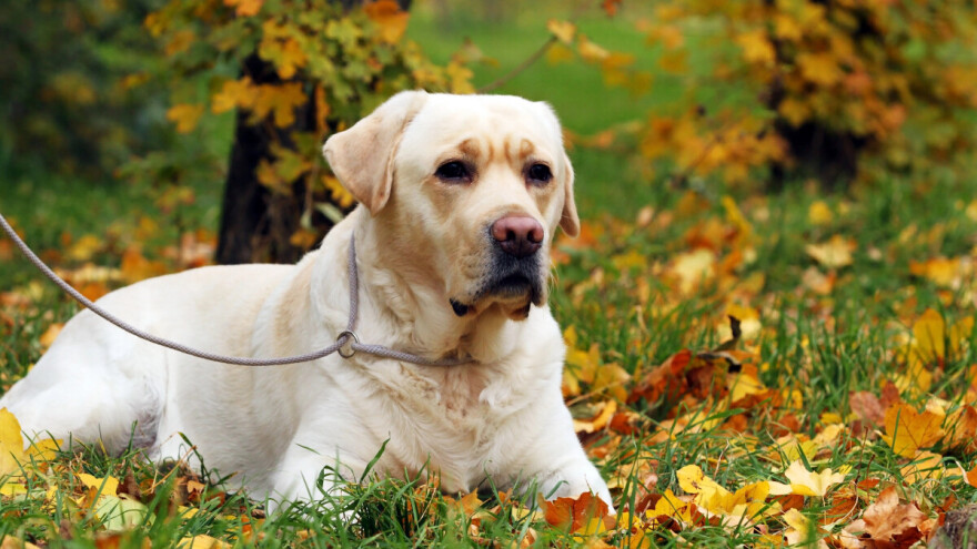 Psi mogu nanjušiti bolesti i štetočine vinove loze?