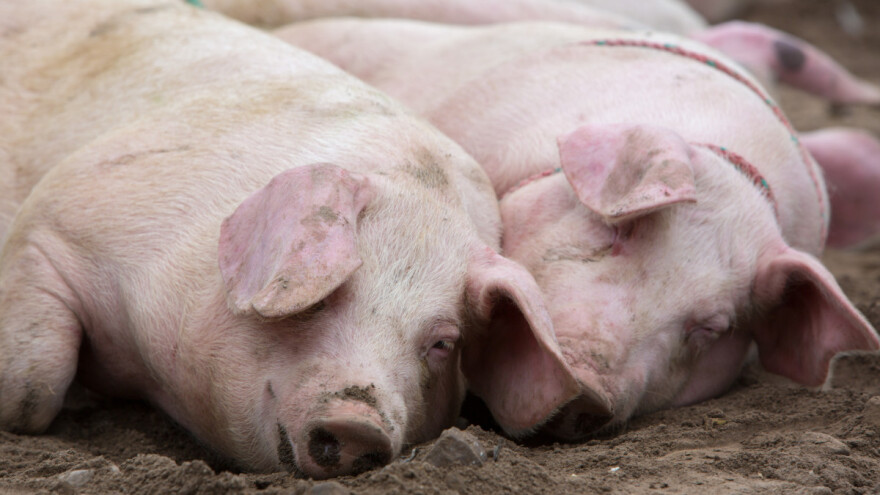 Niže cene tovne junadi i jagnjadi, šta je sa svinjama?