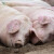 Započelo podnošenje zahtjeva za potporu proizvođačima svinja većih klaoničkih težina