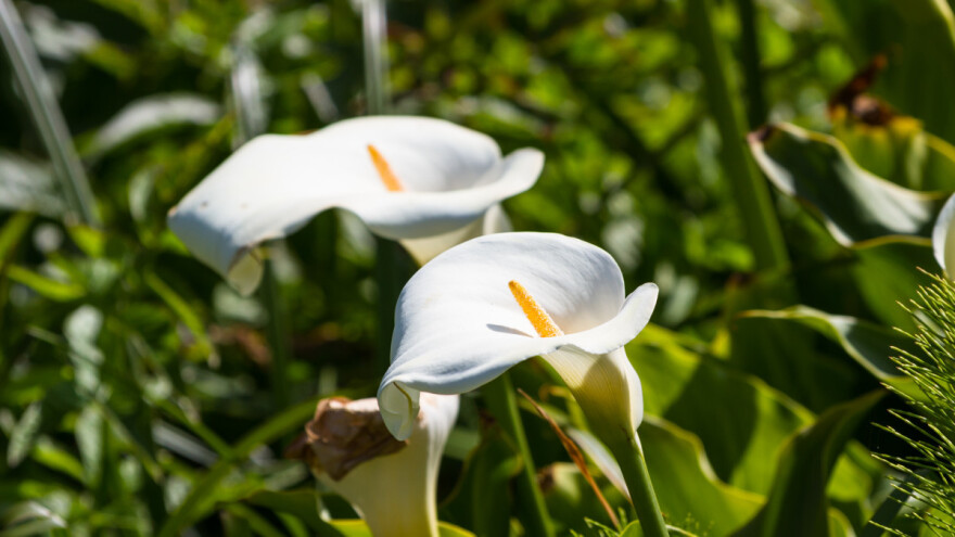 Kala - prefinjeni cvetovi za zatvoreni i otvoreni prostor