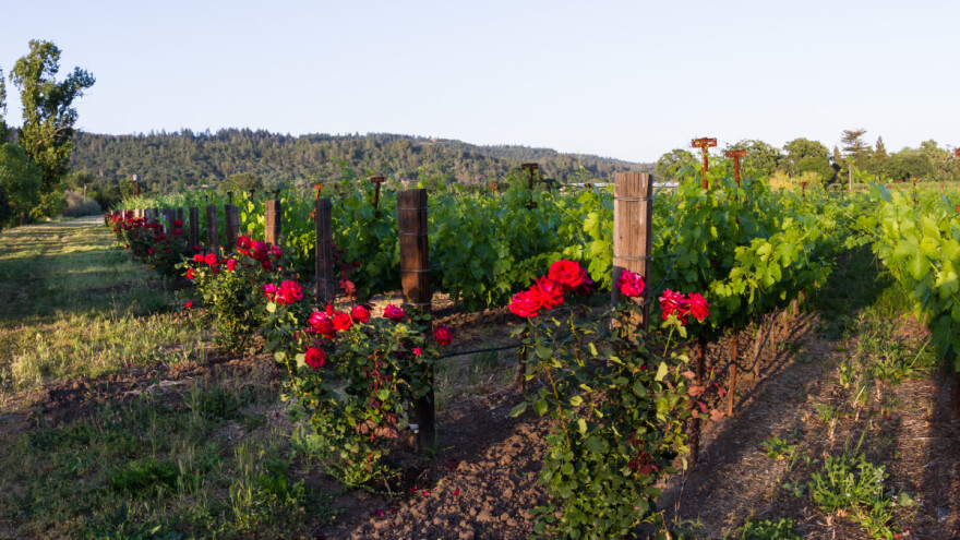 Koje su dobre, a koje loše komšije vinovoj lozi?
