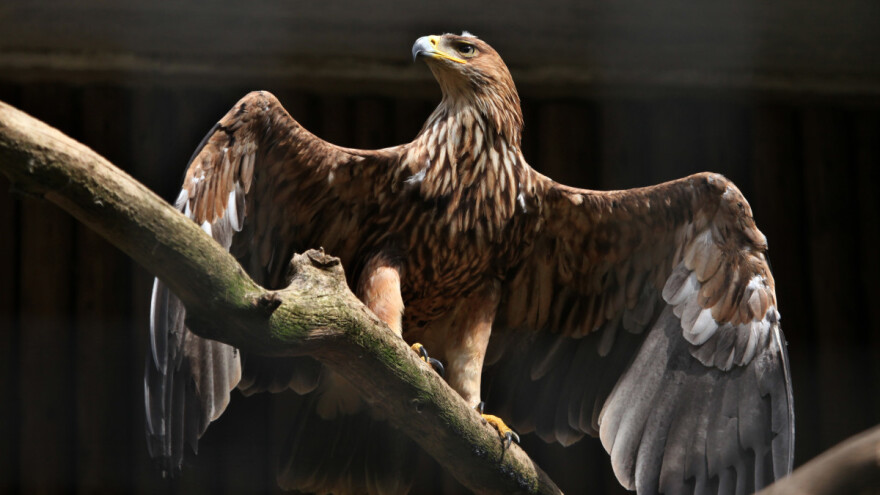 Ugrožena populacija ptice sa nacionalnog grba Srbije