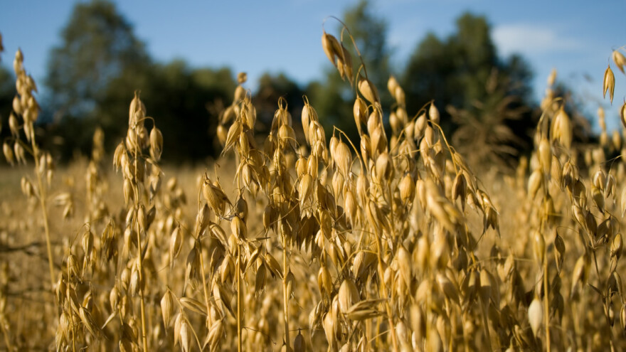 Rekordne cijene zobi na svjetskom, ali i europskom tržištu