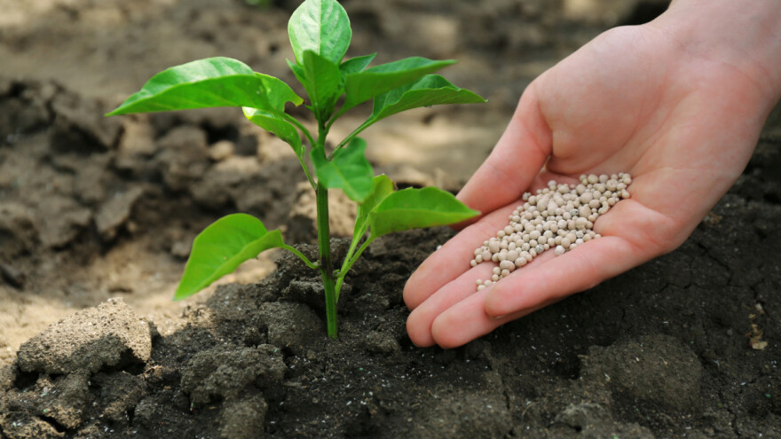 Kako i kada primeniti đubriva u povrtnjaku?