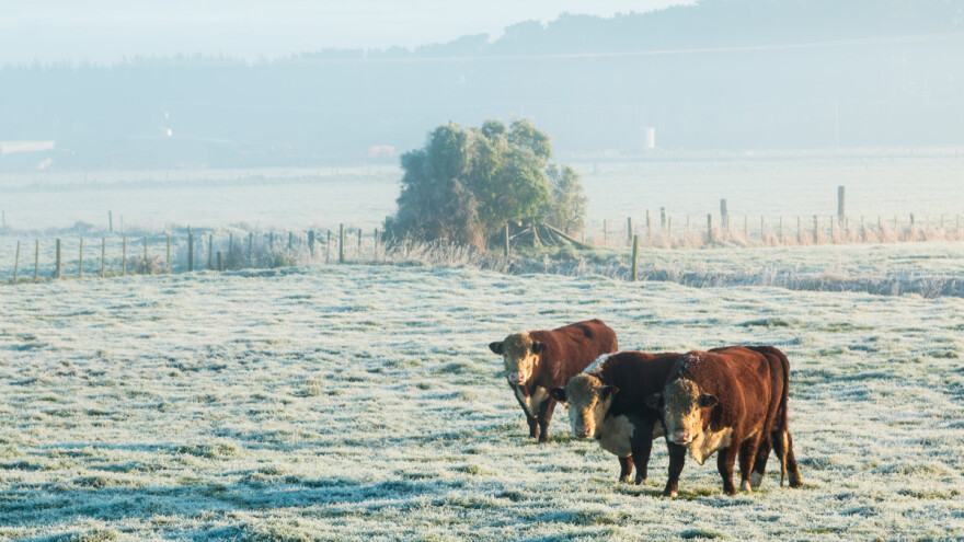 Slijede ledeni dani: Kako će prezimiti poljoprivredne kulture?