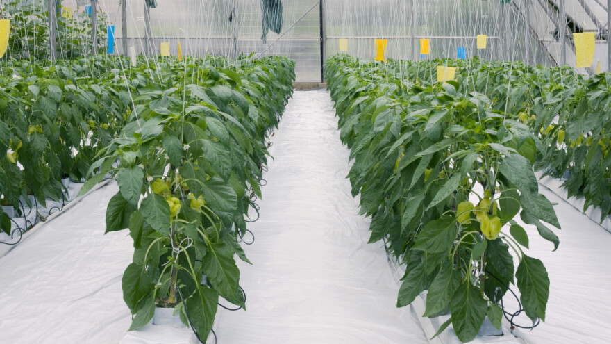 Teško uočljivi trips "hara" plastenicima naročito na paradajzu i paprici!