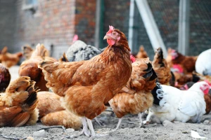 Na snagu stupile stroge mjere zbog ptičje gripe - perad mora biti zatvorena