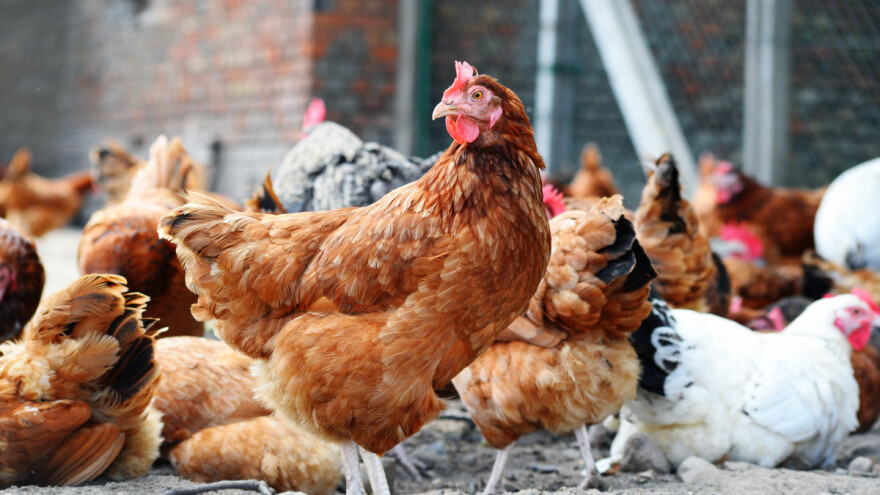 Na snagu stupile stroge mjere zbog ptičje gripe - perad mora biti zatvorena