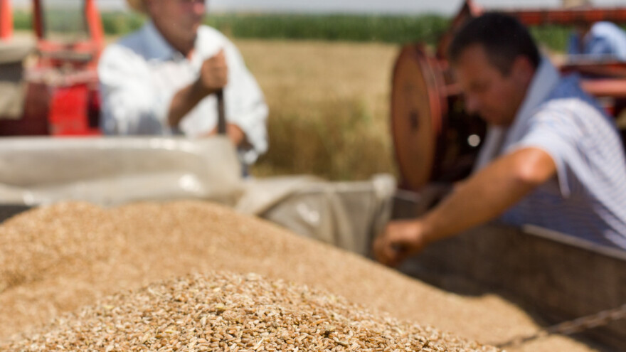 Pojačana potražnja diže cenu pšenice