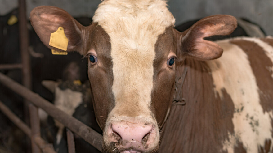 Značaj zobi u hranidbi domaćih životinja