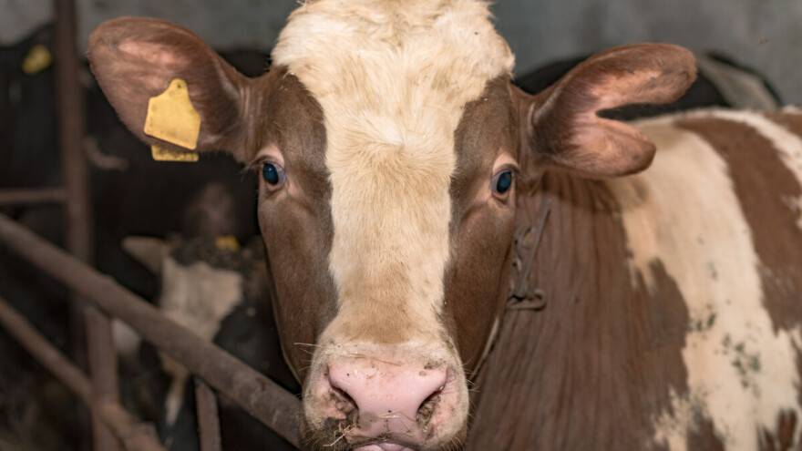 Značaj zobi u ishrani domaćih životinja