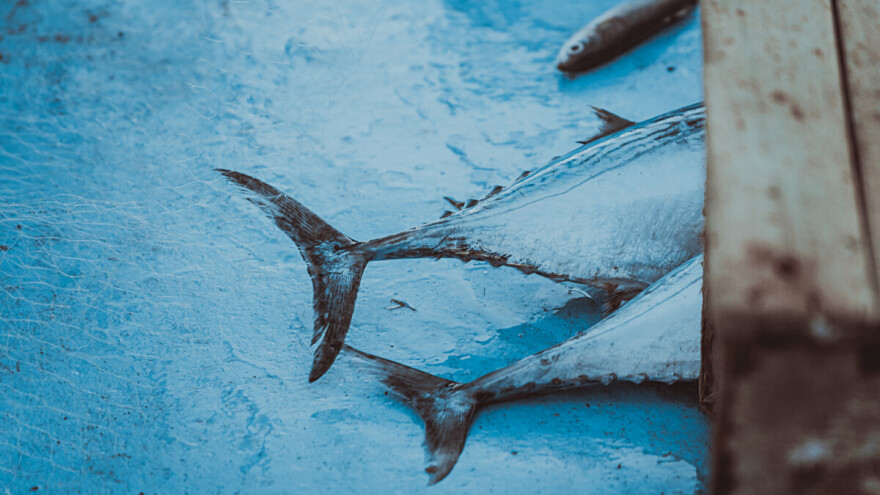 Izmjena Pravilnika o raspodjeli državne kvote za ribolov plavoperajne tune