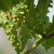 Erinoza vinove loze suši i uništava lišće i mladice. Prepoznajte je na vreme