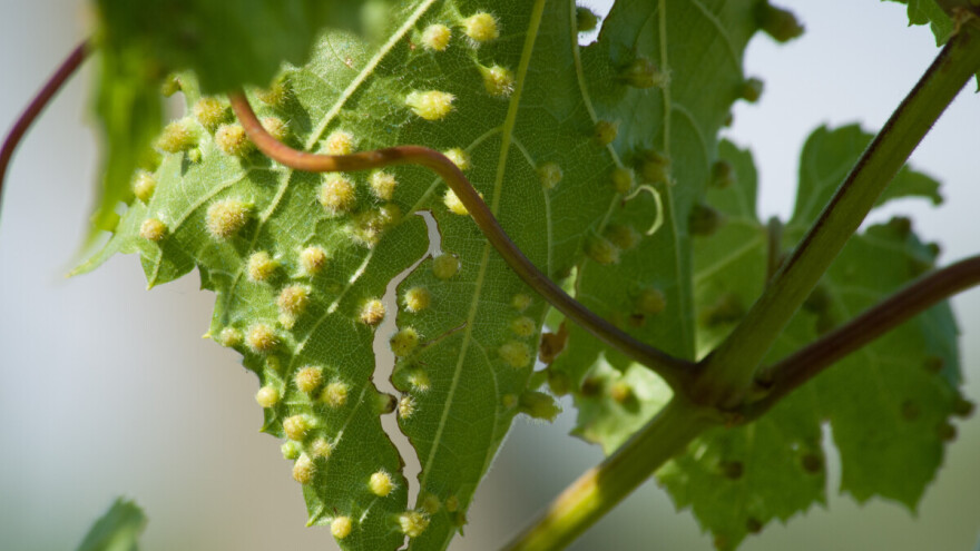Erinoza vinove loze suši i uništava lišće i mladice. Prepoznajte je na vreme