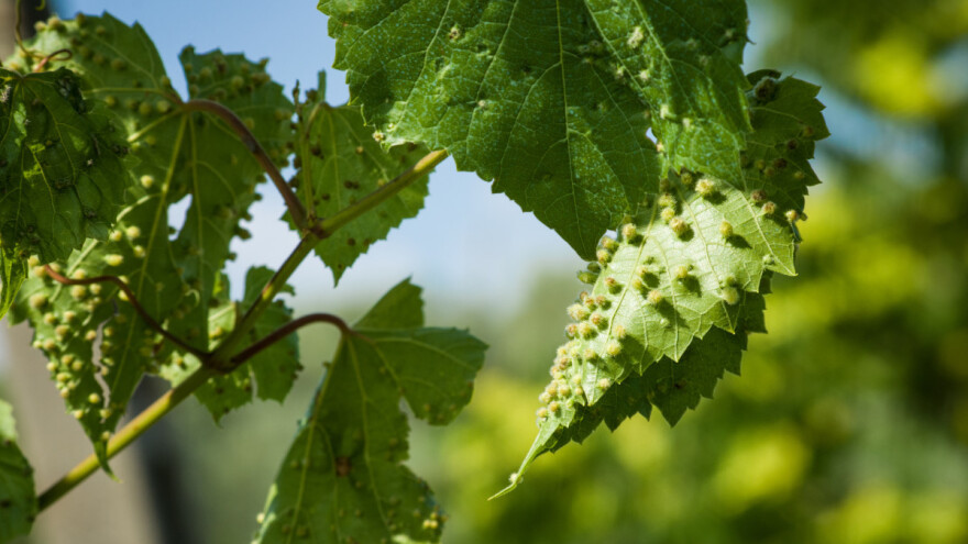Kako suzbiti lozinu grinju šiškaricu?