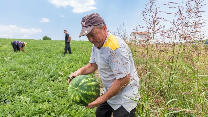 Kada je lubenica zrela?
