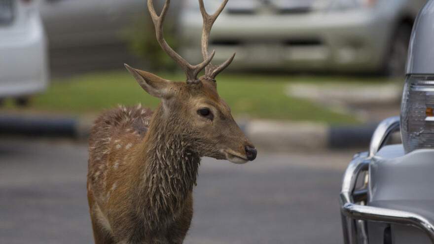 Divljač sve bliža naselju? Zakon o lovstvu nalaže program zaštite i na površinama izvan lovišta