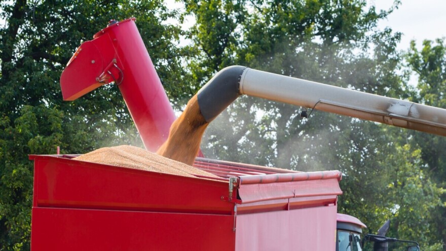 Mogu li usjevi pšenice i kukuruza preživjeti sušu i kako?