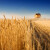 Cijena pšenice "na čekanju" - upućen poziv otkupljivačima