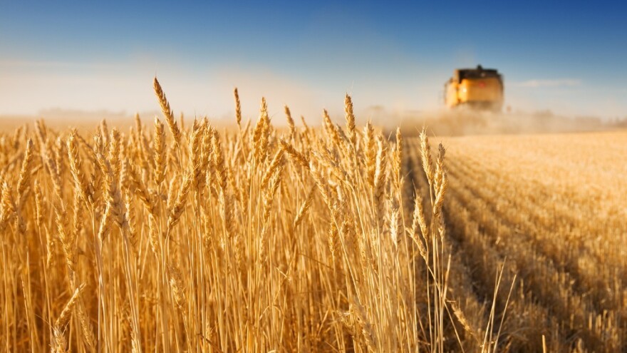 Manje pšenice i u Brčkom, 40 posto ispod očekivanja