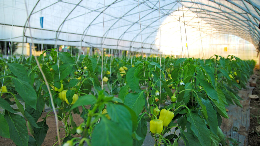 Uzgoj u zaštićenom prostoru: Zasenjivanjem i pravilnim navodnjavanjem izbegnite greške