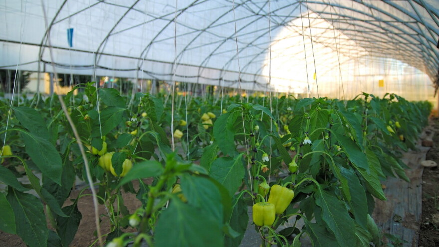 Zasenjivanjem plastenika sprečite ožegotine na plodovima biljaka