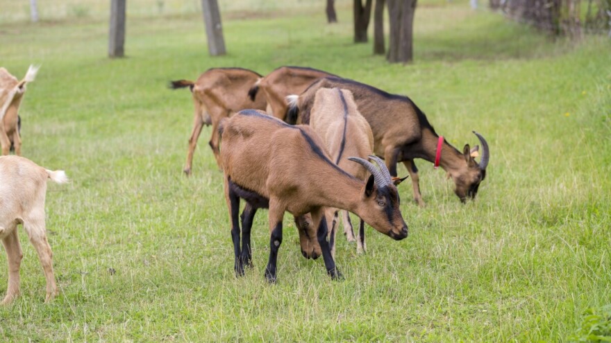 Igor Planojević uzgaja 85 koza: Uspjeh je u diverzifikaciji proizvodnje