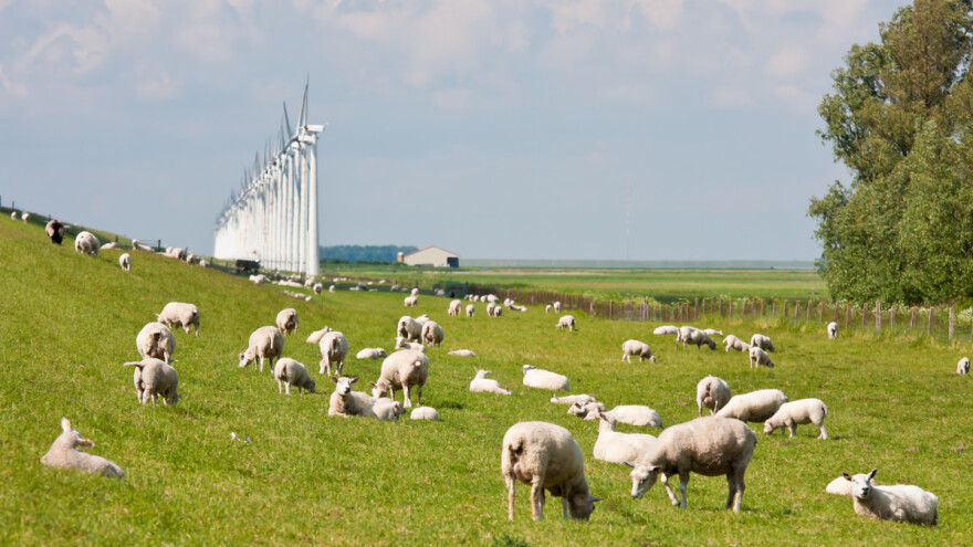 Bolest plavog jezika rapidno se širi među ovcama i kravama u Holandiji