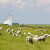 Bolest plavog jezika rapidno se širi među ovcama i kravama u Nizozemskoj