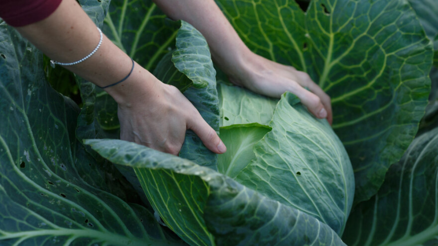 Obrali smo glavice ranog kupusa. Što ćemo sada posijati?