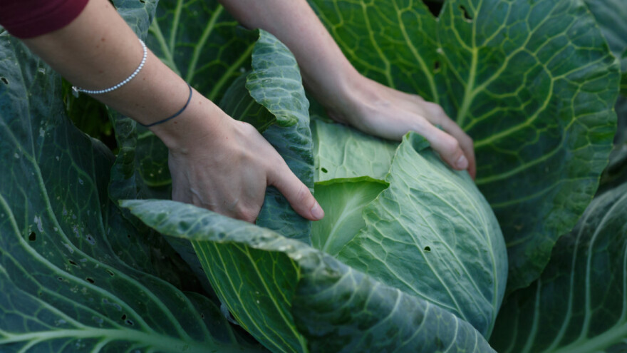Obrali smo glavice ranog kupusa. Šta ćemo sada posijati?